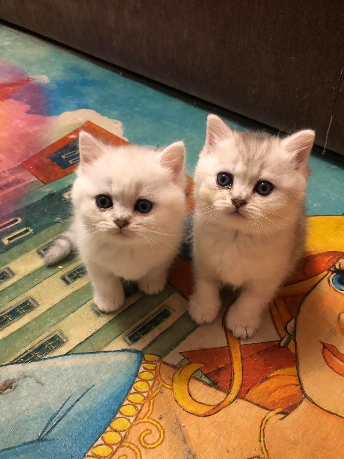 Где наши игрушки?