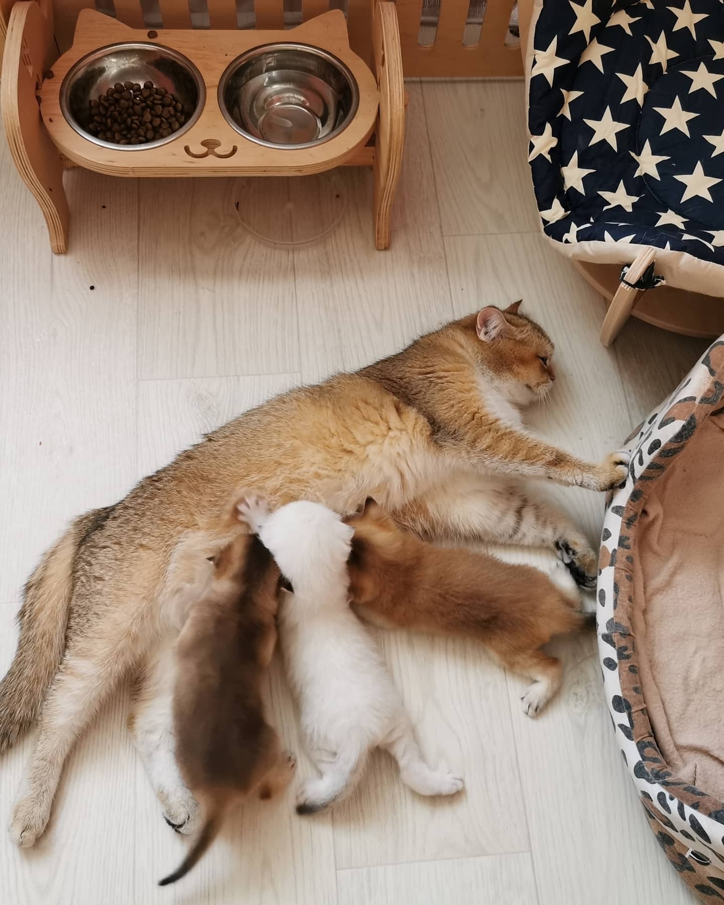 Кормёжка детишек