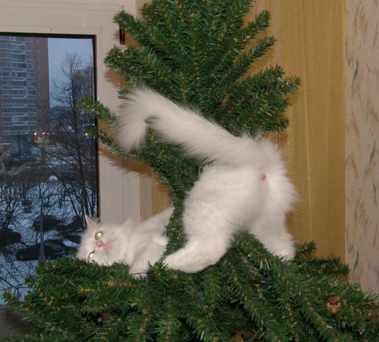 Не дам ёлочку выбрасывать