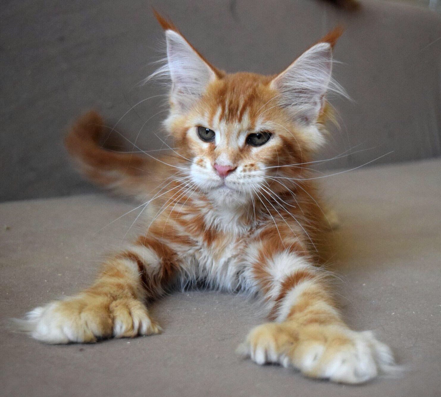 Мейнкуша полидакт