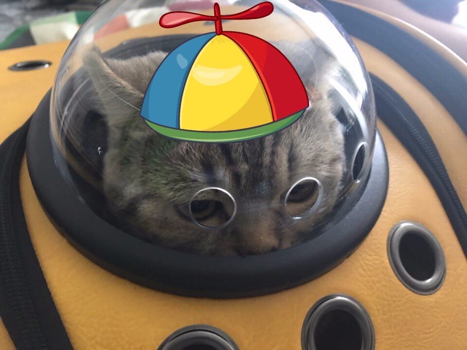 Робокот в засаде