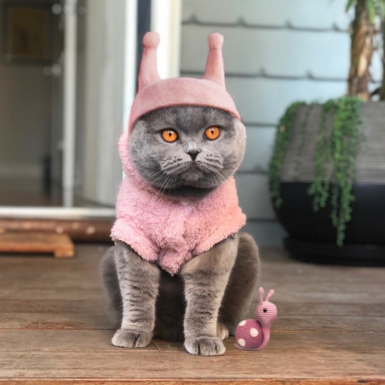 Котовикинг в розовом