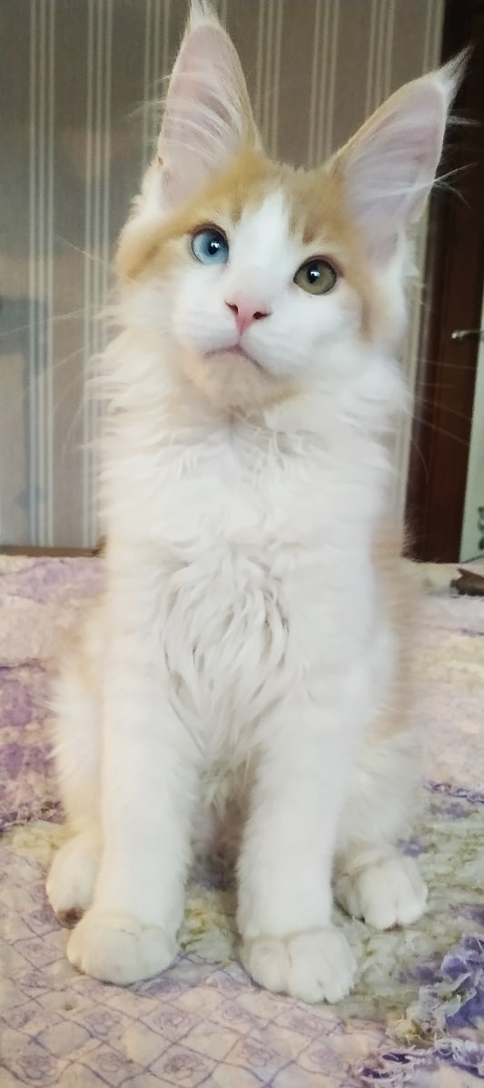 Очаровательная милашка