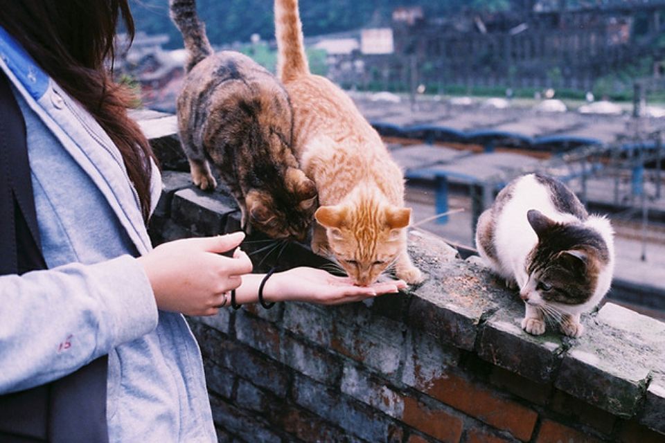 Добрая тётя кормит кошек