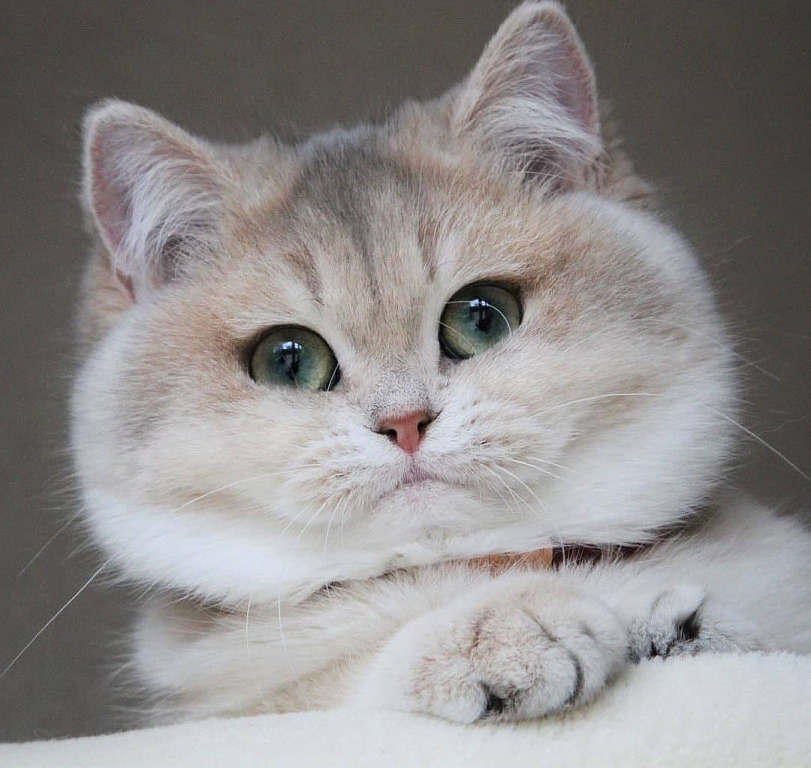 Вы же исполните все мои желания