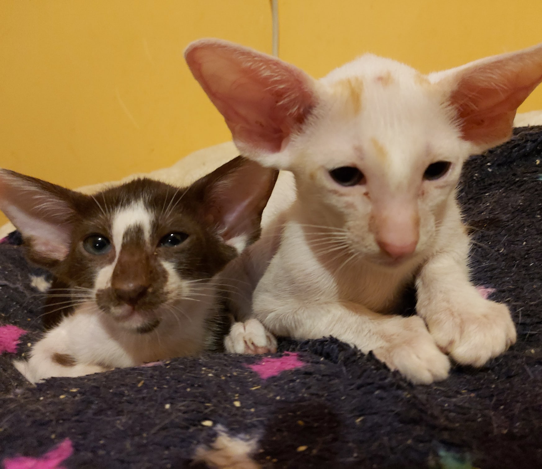 Братья ушастики