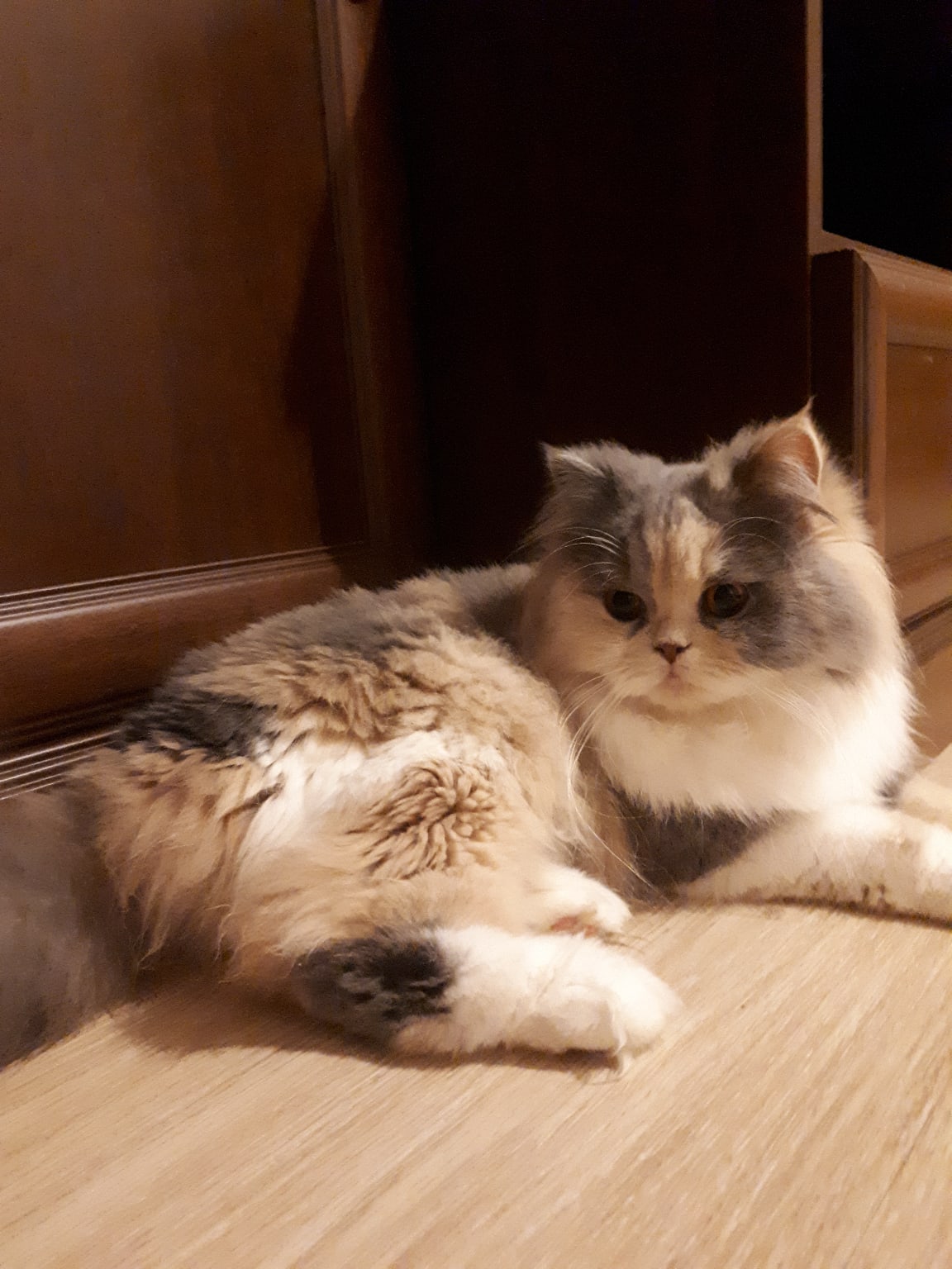 Скромняга в закутке