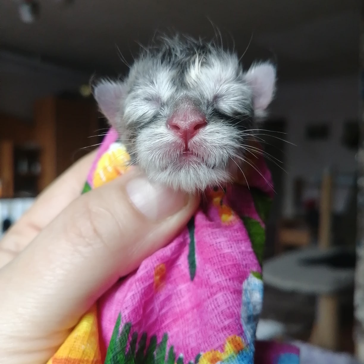 Процент милоты