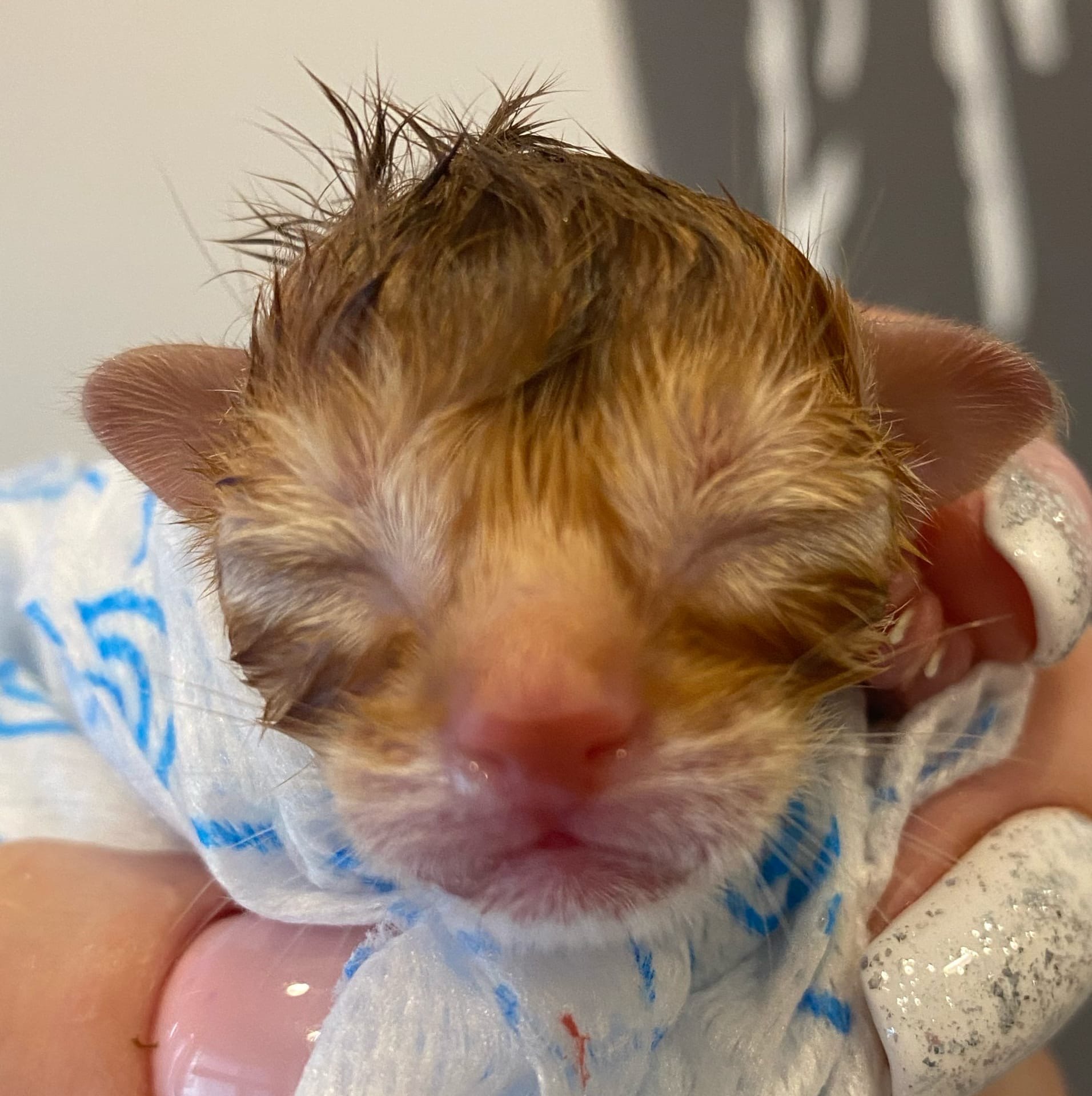 Новорожденный Абиссинец