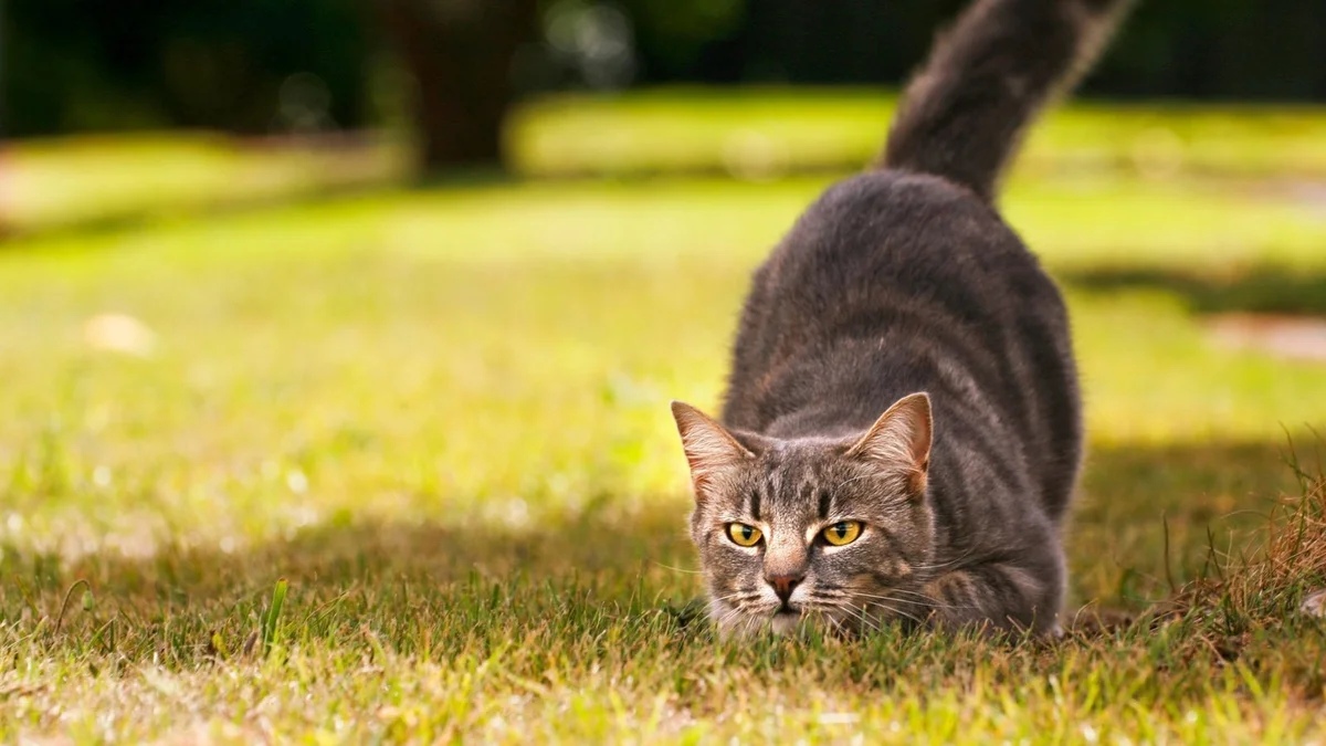 Кошечка с глазками под цвет полянки