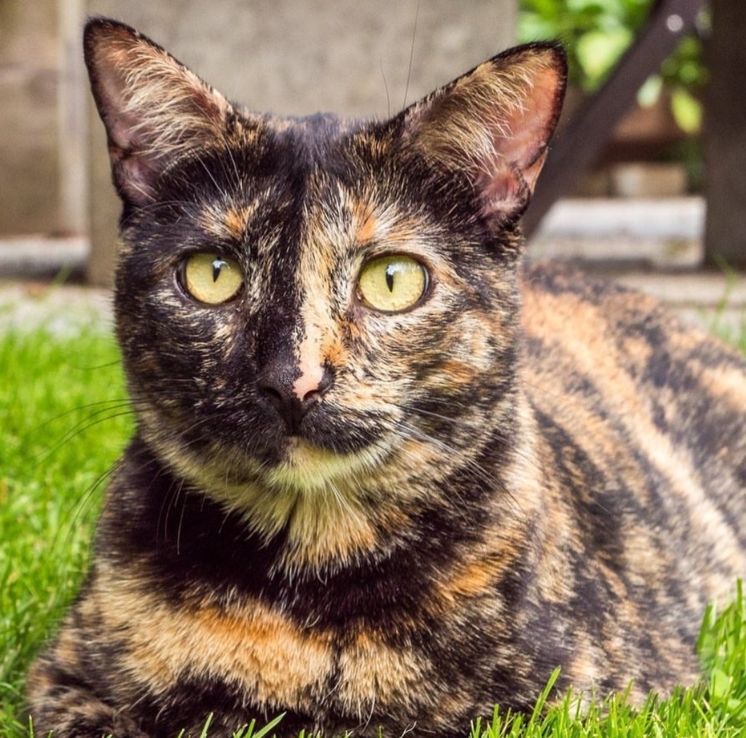 Черепашка батонится