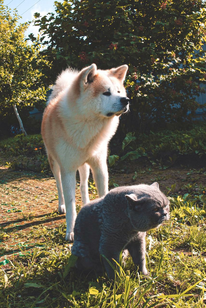 Дневной дозор