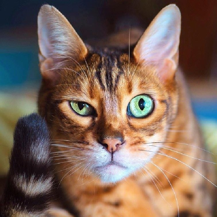 Зеленоглазый хулиган