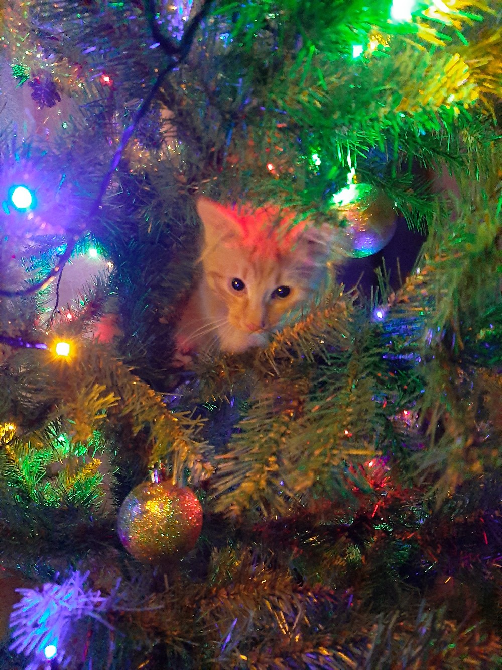 Сюрприз на ёлочке