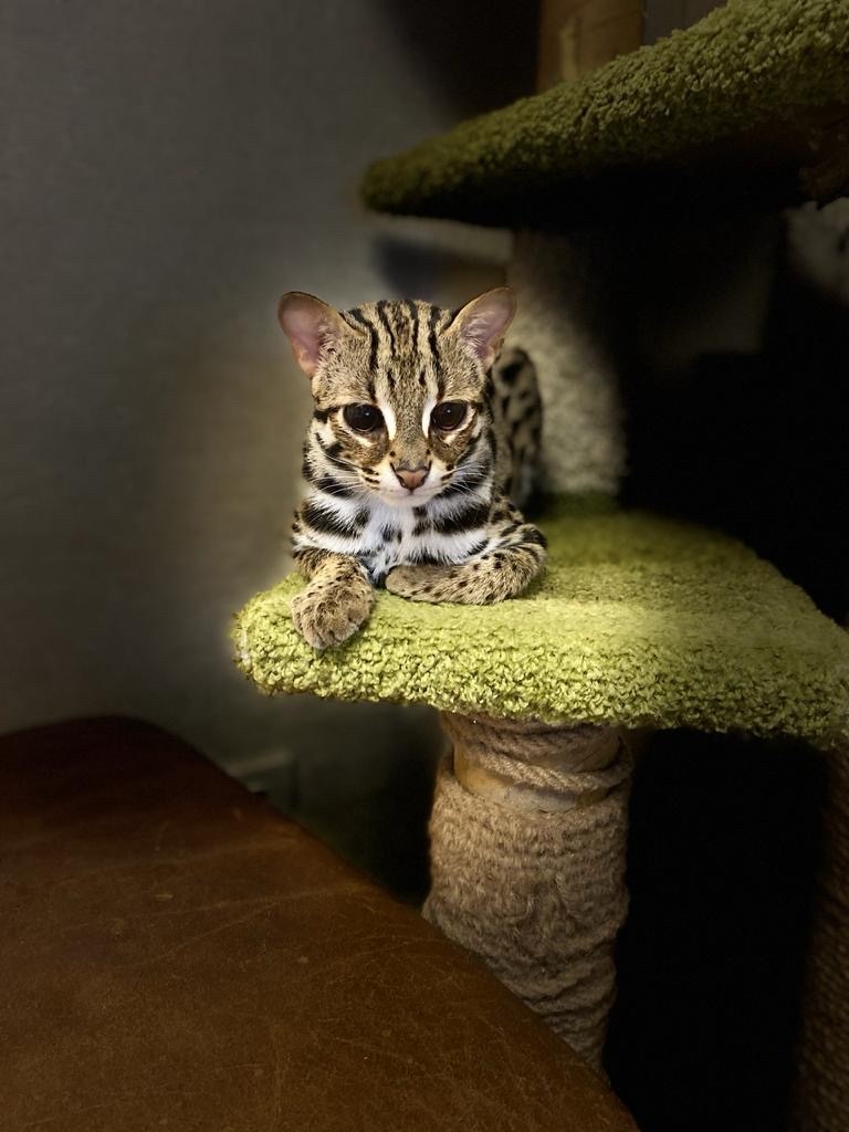 Леопардовый котик
