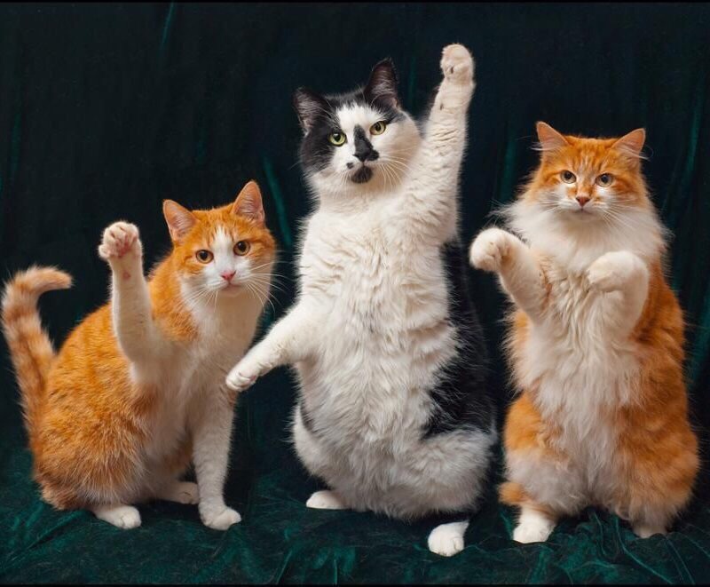 Дружеское приветствие