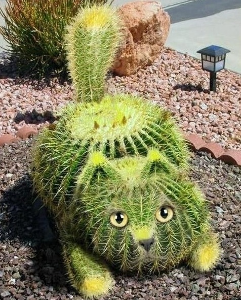 Котокактус