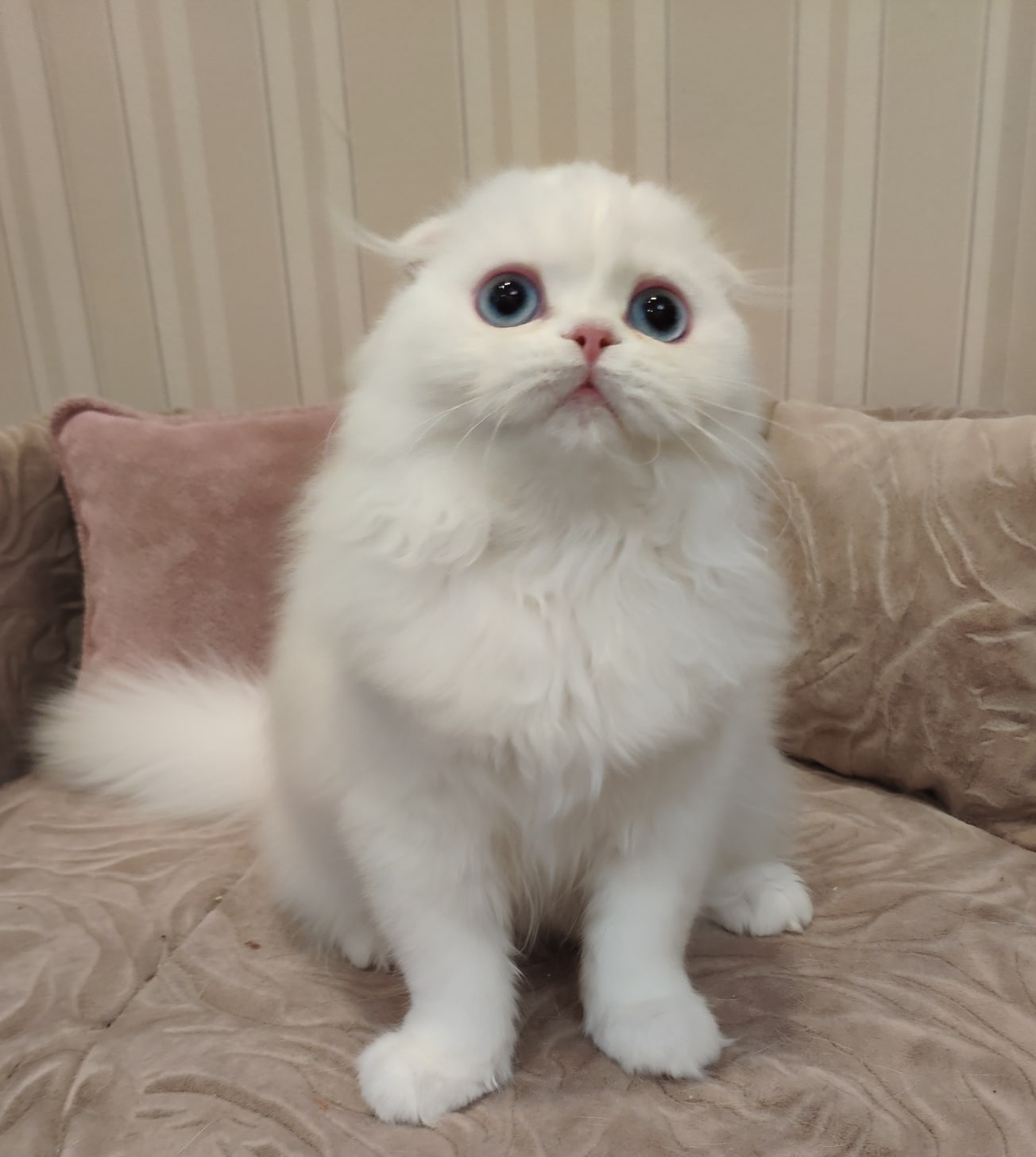 Белянка с кисточками