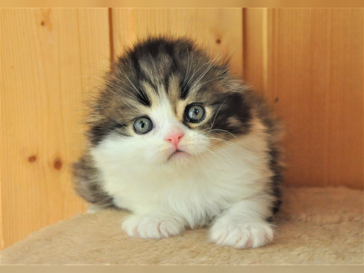 Киска Хайленд Фолд