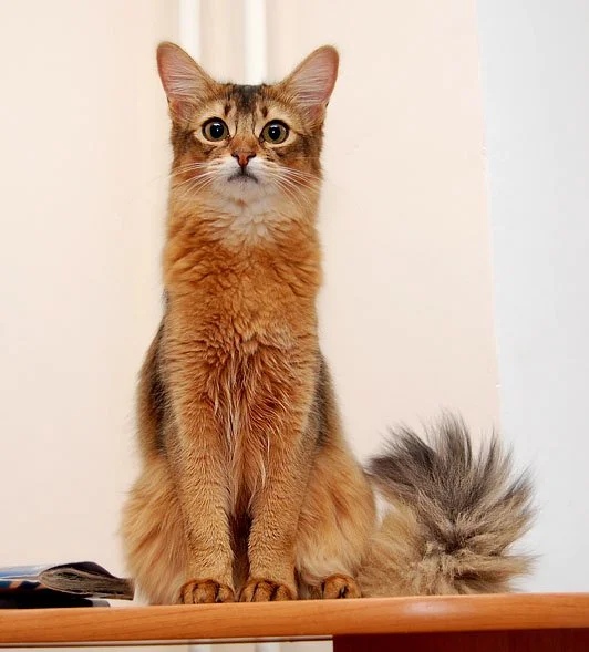 Кисуля красотуля