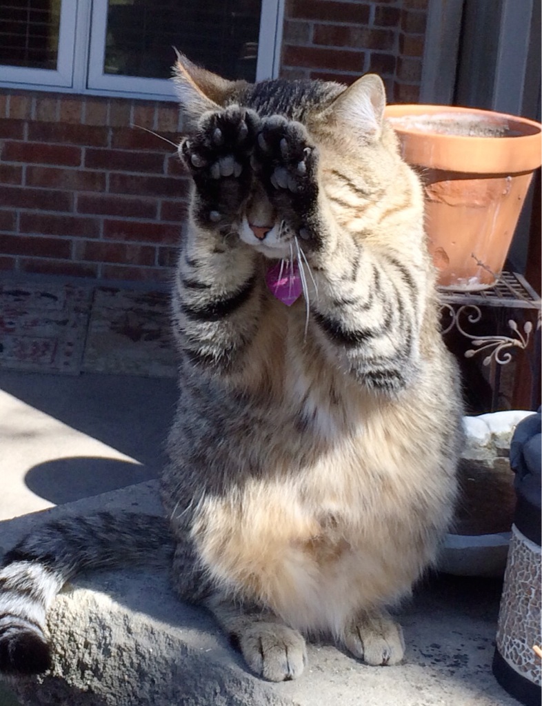 Котейка спрятался