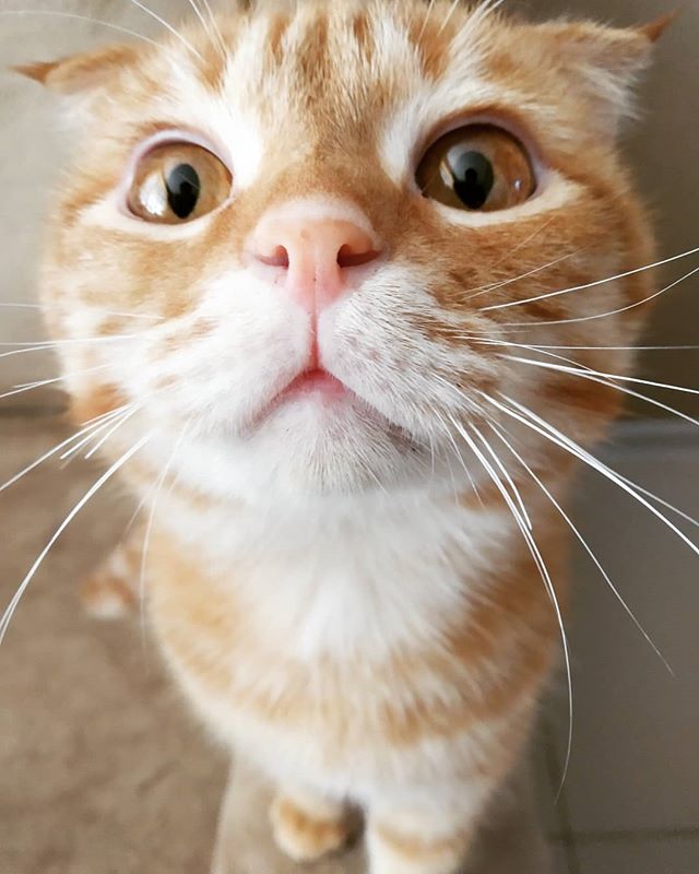 Усатая красота