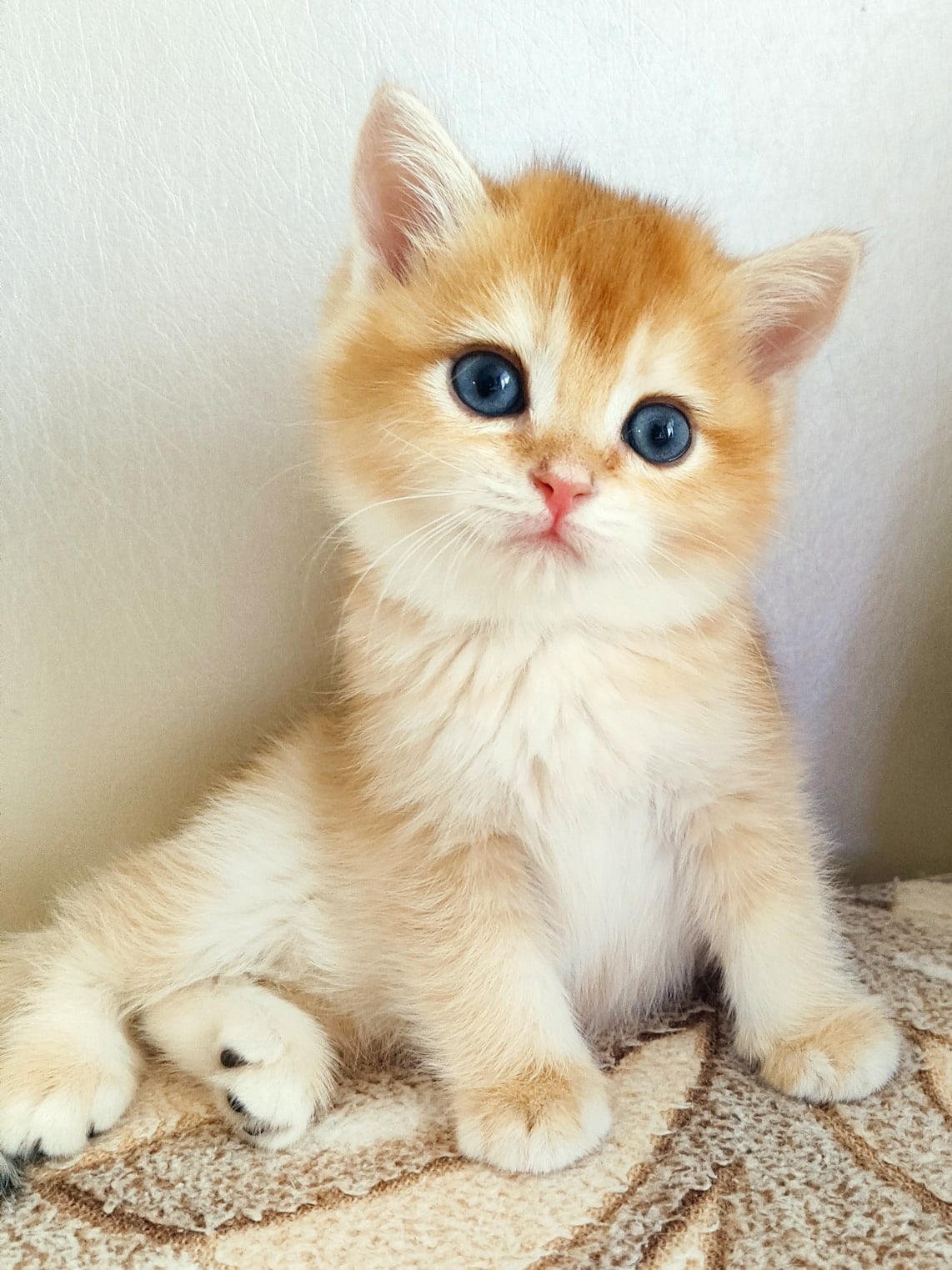 Золотистая милашка