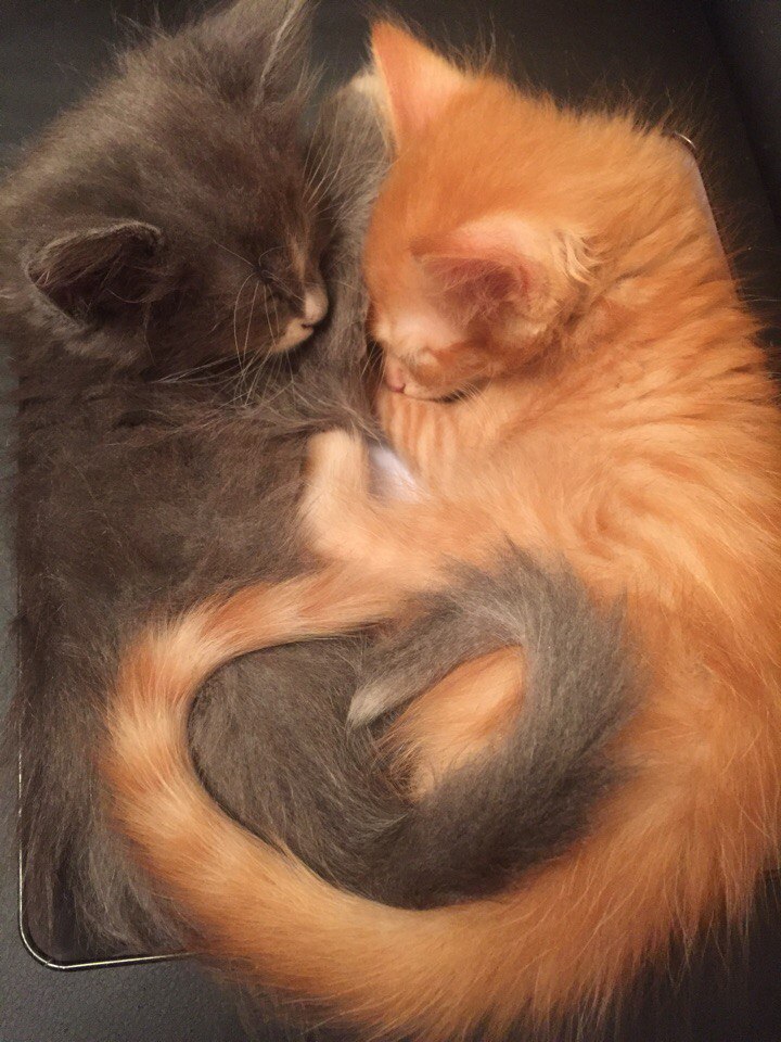 Очаровательная парочка