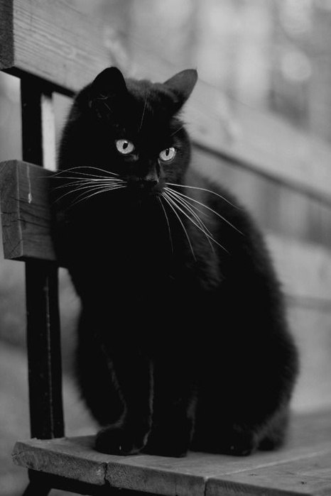 Чёрная красавица на лавочке