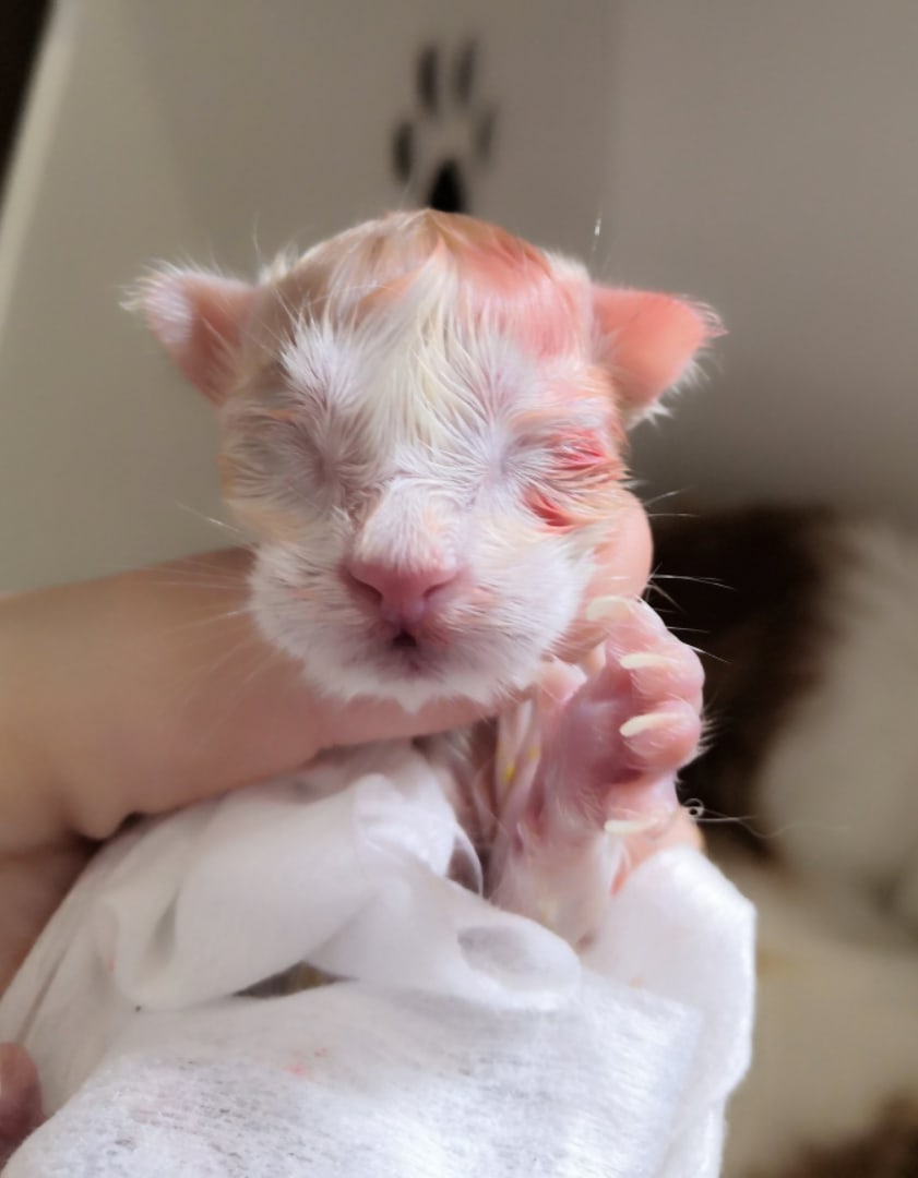 Мордашка Мейнкуньки