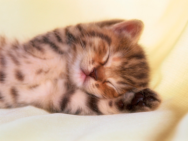 В плену у сновидений