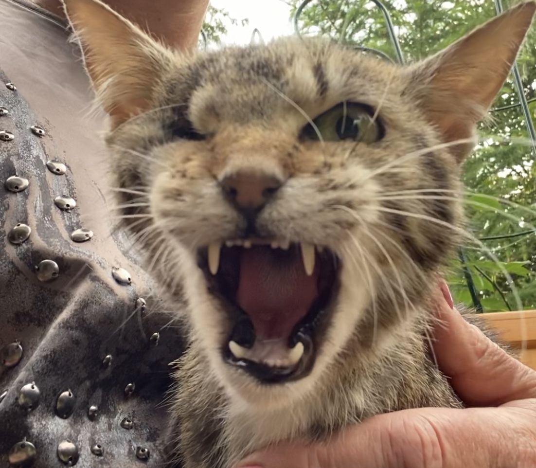 Ша соперница