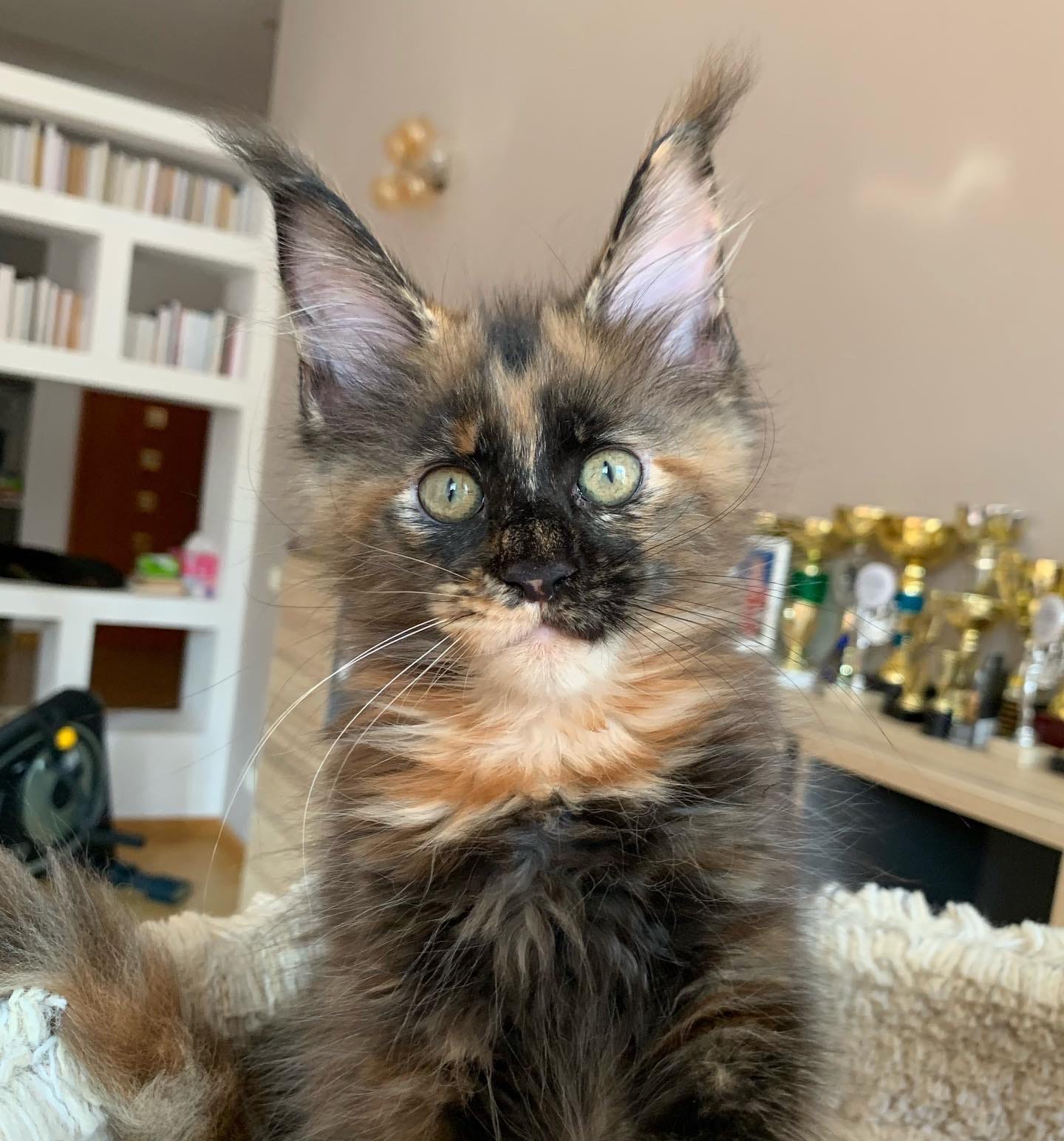 Глазастая рыська