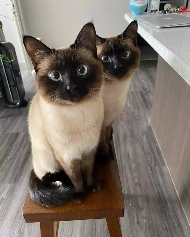 Голодающие глазастики