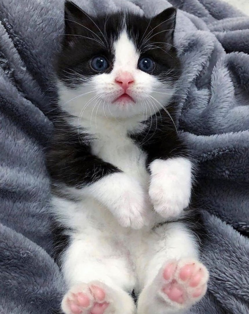 Кто меня разбудил