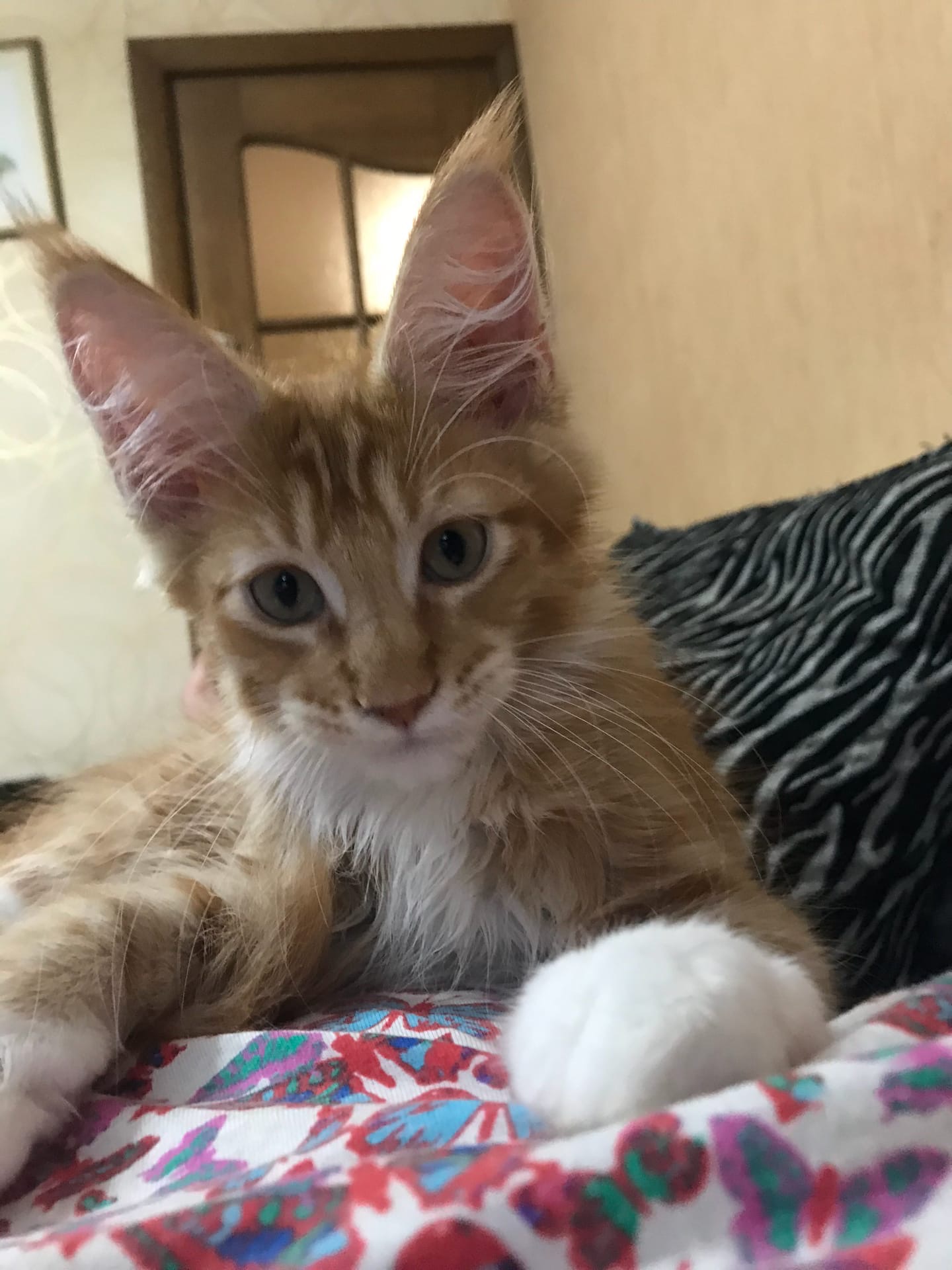 Мейкуша ушастик