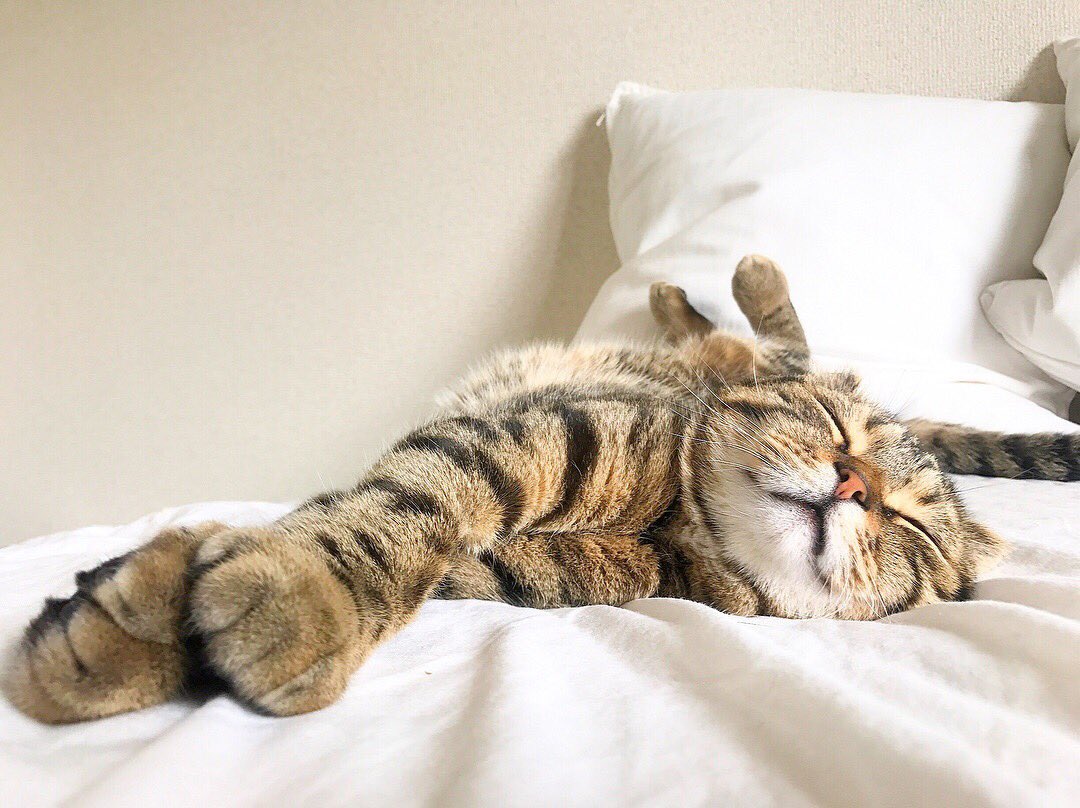 В плену у Морфея