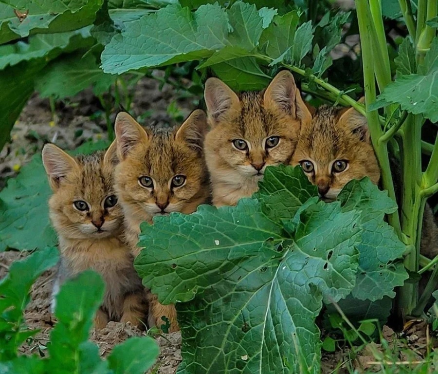Малыши в засаде
