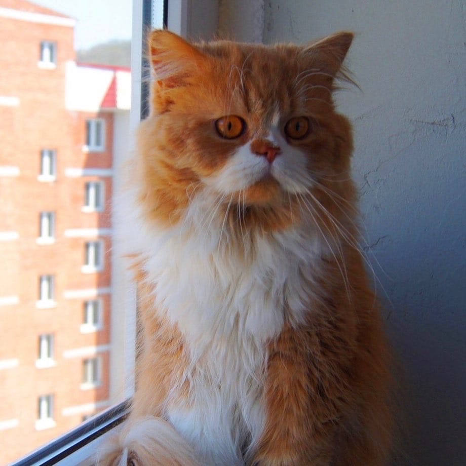 Рыжик с грустными усами