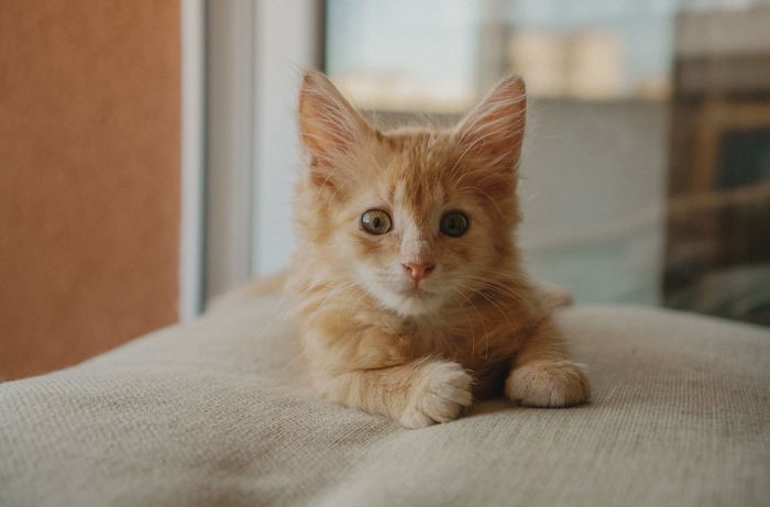 В догонялки поиграем