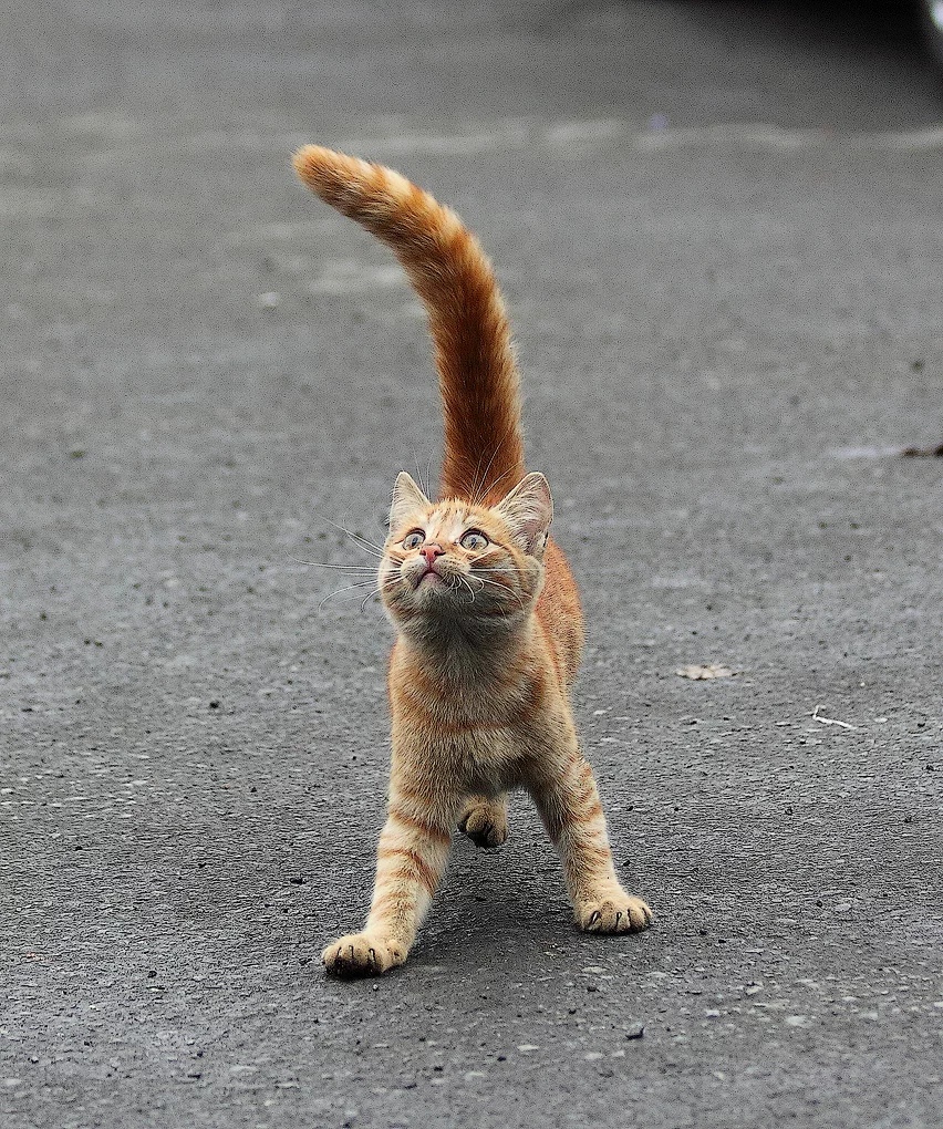 Тренировка перед парадом