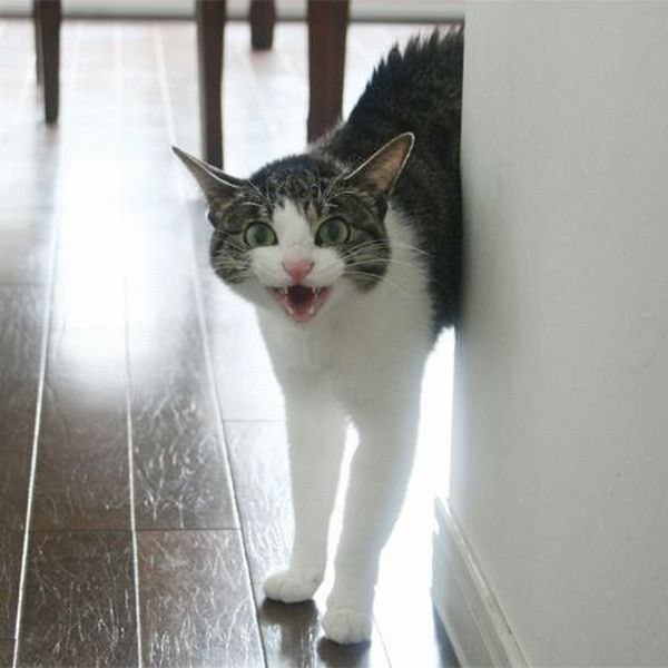 Чего припёрлись