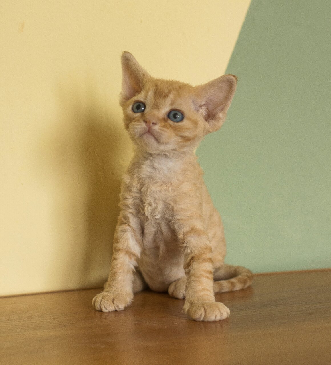 Рекся слушает