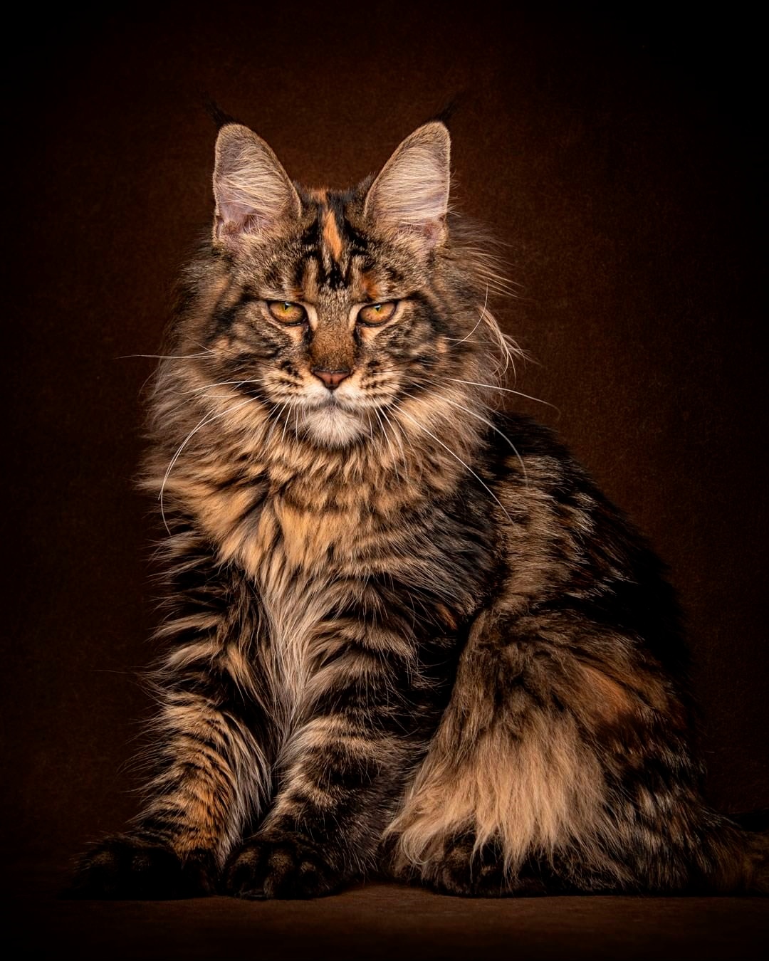 Трёхцветный красавец