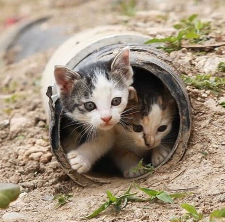 Чумазики собрались на прогулку