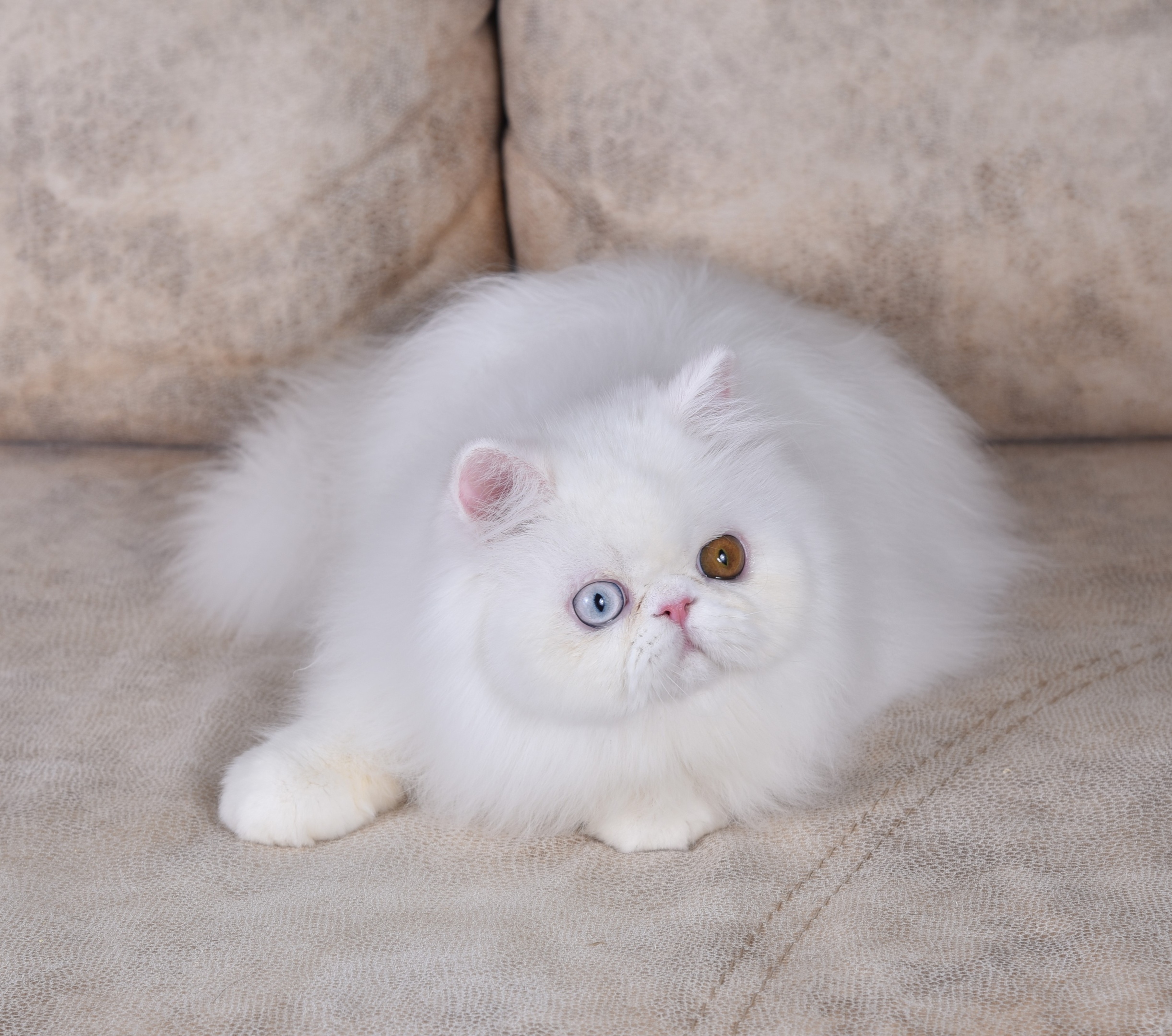 Разноглазая белянка