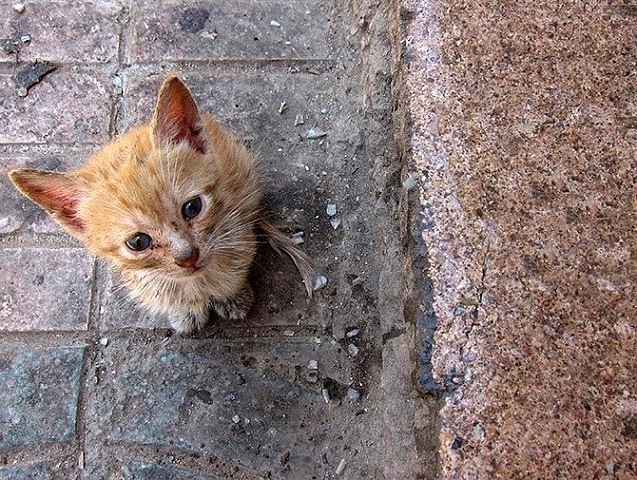 Рыженький бродяжка