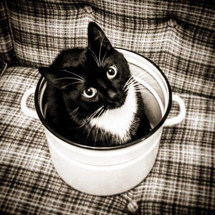 Кастрюлю проверил, чистая