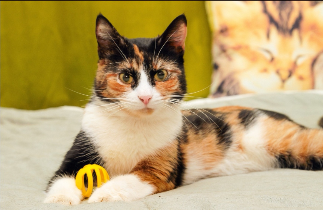 Серьёзная кисуля