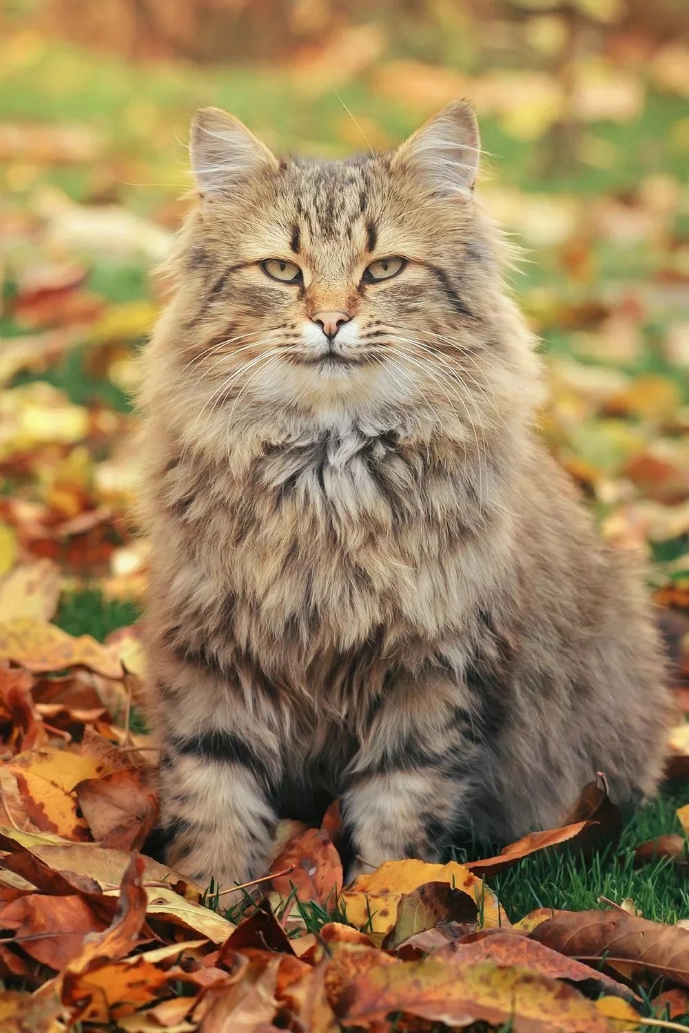 Красавчик среди жёлтой листвы